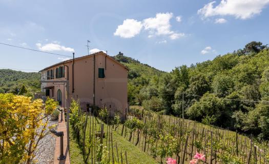 0103, LA CASA NELLA VIGNA